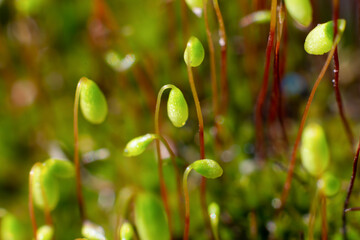 Macro of bryum moss (Pohlia nutans) with green spore capsules are growing on ground. Close up photo of lichen