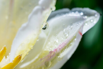 Beautiful tender white tulip flower on green background. Close up botanical photo with shining water droplet