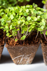 Close up of young green sprouts arugula with roots in biodegradable peat pot for seedling, ready...