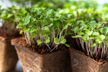 Close up of young green sprouts arugula with roots in biodegradable peat pot for seedling, ready for transplanting. Gardening, growing in hotbed, summer planting. New life plant. 