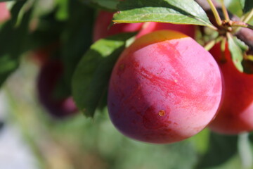 immature Common plum(Prunus domestica) fruit on plum tree