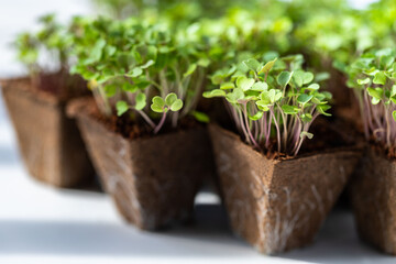 Close up of young green sprouts arugula with roots in biodegradable peat pot for seedling, ready...