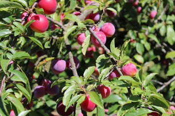 immature Common plum(Prunus domestica) fruit on plum tree
