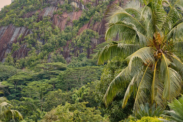 Fototapeta na wymiar Forêt humide tropicale