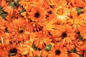 Closeup of Calendula flowers