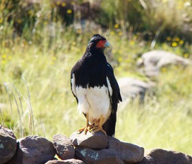 Mountain caracara (Phalcoboenus megalopterus) on Taquile Island (Lake Titicaca, Peru)