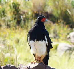 Obraz premium Mountain caracara (Phalcoboenus megalopterus) on Taquile Island (Lake Titicaca, Peru)