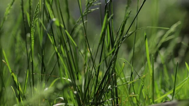 Natural meadow grass swayed slowly from the wind. Green environment concept. Blades of grass blowing in the wind on blurred green background closeup shot. Elytrigia or Elymus repens.