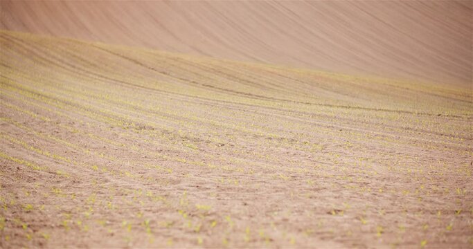 Agriculture - Young Corn Growing at Agricultural Field