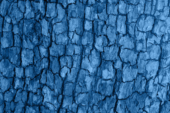 Wooden cracked tree trank in blue tones as natural background. Detailed botanical layout