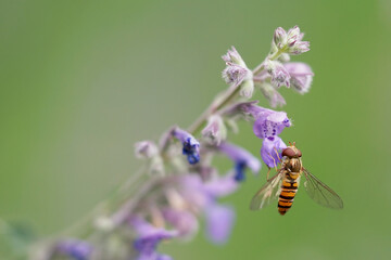 Episyrphus balteatus, marmalade hoverfly. The insect drinks nectar from a flower
