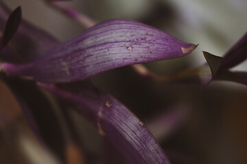 close up of a pink orchid