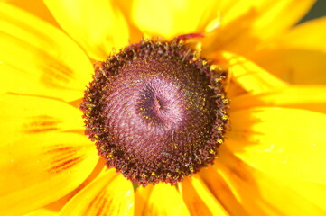 Obraz premium Yellow flower and butterfly.