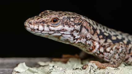 le lézard des murailles européen (œil détail)