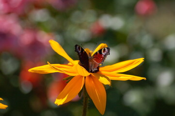 Yellow flower and butterfly.
