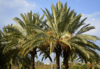Bright blue sky between palm leaves.
Place for an inscription. Palm Trees - Resort moke up