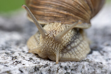 Schnecke im Garten