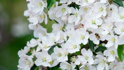 Pollination of flowers in spring. Bee sits on white flower