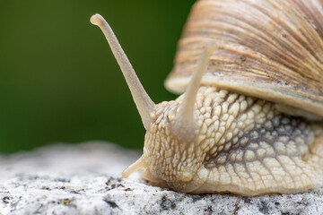 Schnecke im Garten