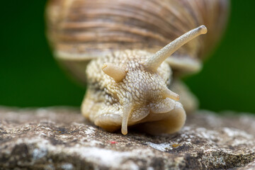 Schnecke im Garten