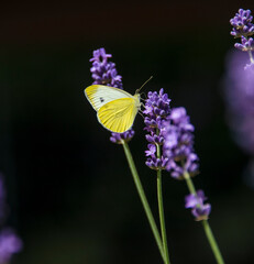 Schmetterling an Lavendel