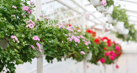 Fototapeta na wymiar Collection of miniature roses in greenhouse. Pink and red potted flowers hanging from ceiling