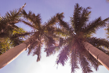 Fototapeta na wymiar tall palm trees against the sky with clouds