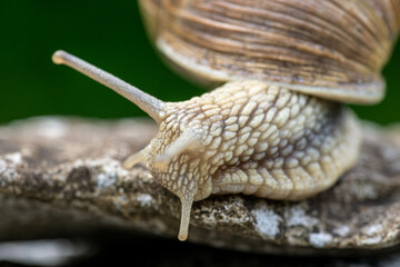 Schnecke im Garten