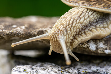 Schnecke im Garten