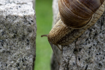Schnecke im Garten