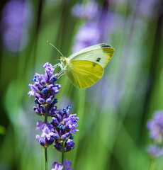 Schmetterling an Lavendel