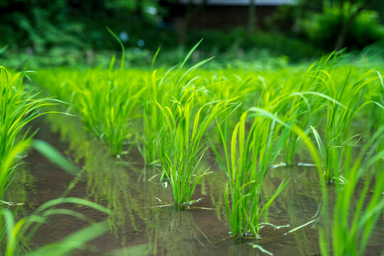 田植えが終わった田んぼ