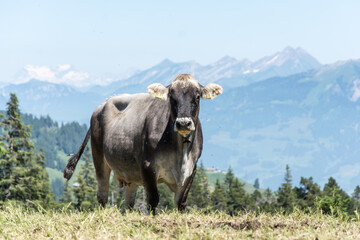 Kühe in den Schweizer Bergen