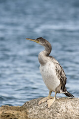 Kormoran am Wasser