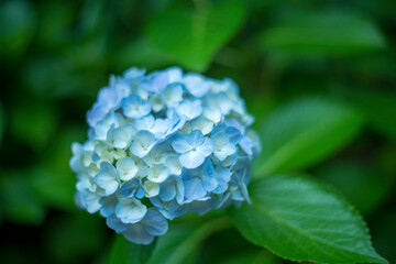 Hydrangea blooming in the rainy season
