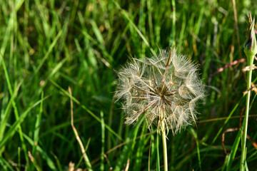 dandelion head in grass