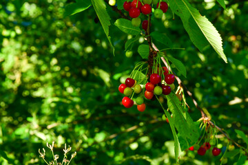 Obraz premium sweet red ripe cherries on the branches of a tree