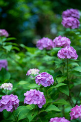 Hydrangea blooming in the rainy season
