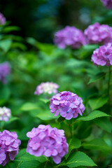 Hydrangea blooming in the rainy season
