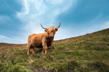 Highland cow with big sky