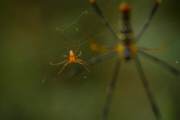 spider on a web