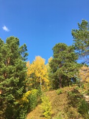 Fototapeta premium autumn in the forest