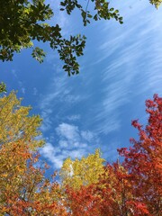 autumn leaves against blue sky
