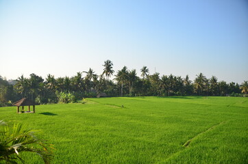 Fototapeta premium Morning time at Paddy field. Its famous for their beautiful scenes of rice paddies and their innovative irrigation system.