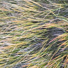 close up of a grass