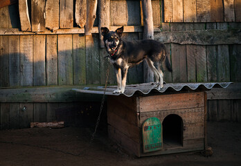 A village dog stands on the roof of his kennel