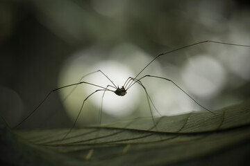 spider on a leaf