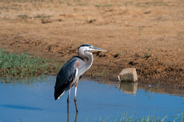 Great Blue Heron standing in shallow water