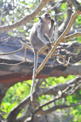 Mandala Suci Wenara Wana, or well known as Ubud Monkey Forest, is the sanctuary and natural habitat of the Balinese long-tailed Monkey, scientific name Macaca fascicularis.