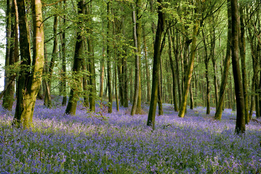 Bluebells in Clogreanne Wood outside Carlow Town.